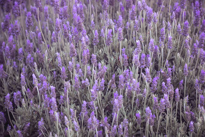 Purple flowering plants on field