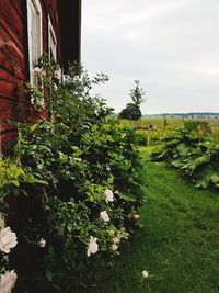 Scenic view of flowering plants on field against sky