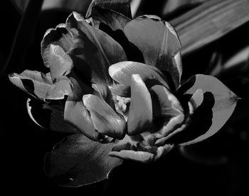 High angle view of flowering plant