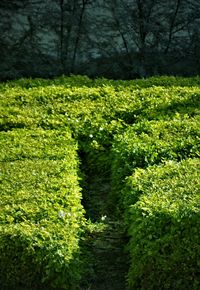 Plants and trees in forest