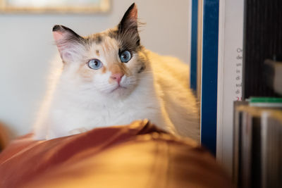 Close-up portrait of a cat at home