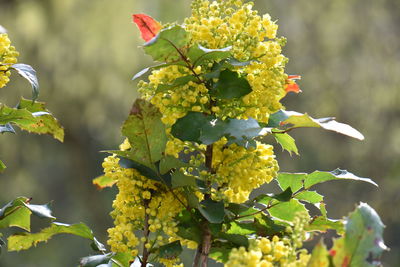 Close-up of flowering plant