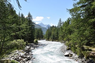 River amidst trees in forest against sky