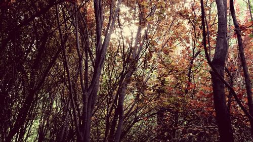 Low angle view of trees in forest