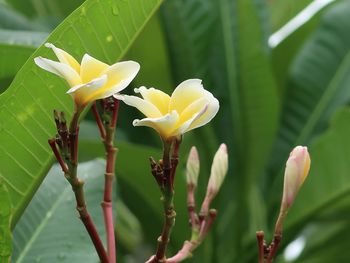 Close-up of yellow flowering plant