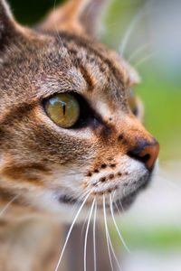 Close-up of a cat looking away