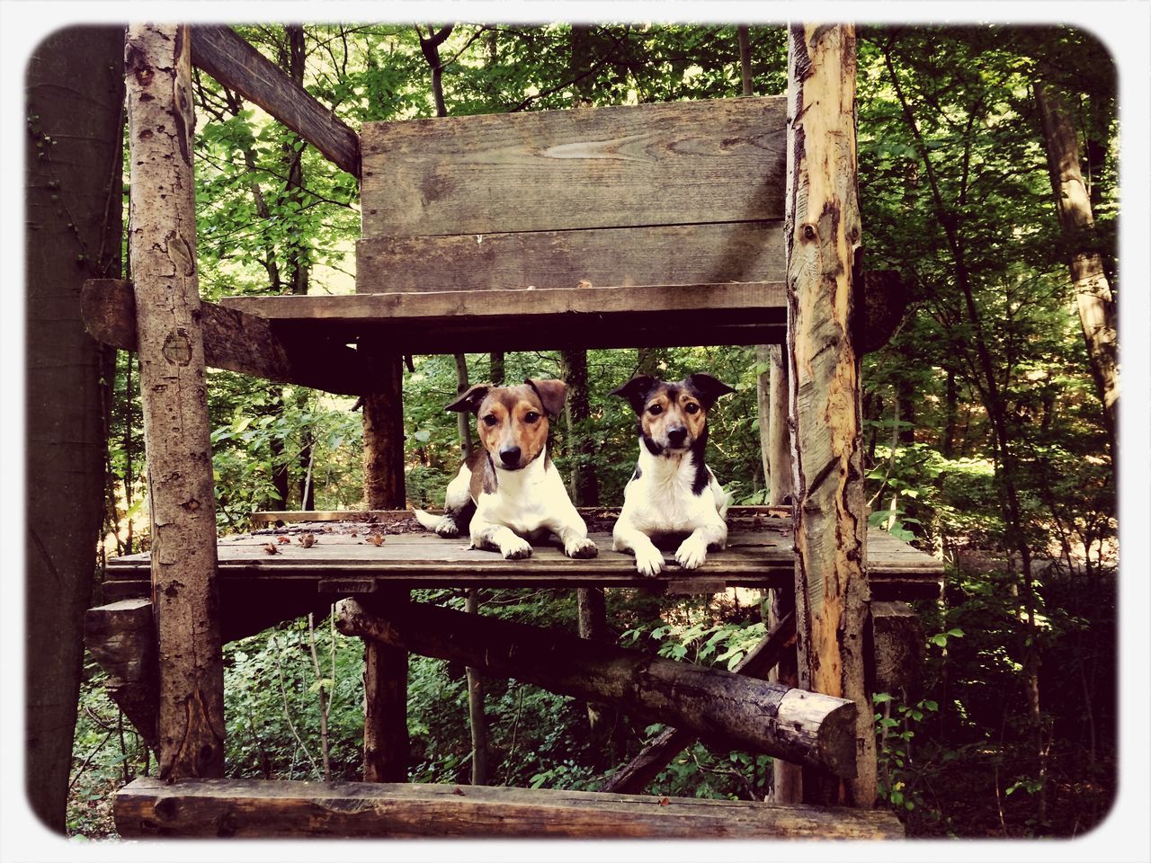 transfer print, animal themes, domestic animals, mammal, pets, auto post production filter, one animal, tree, dog, wood - material, sitting, relaxation, fence, bench, park - man made space, wooden, day, full length, outdoors, nature