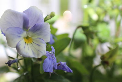 Close-up of purple flowers blooming outdoors