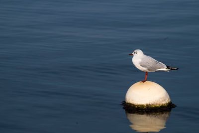 Seagull perching on buoy in sea