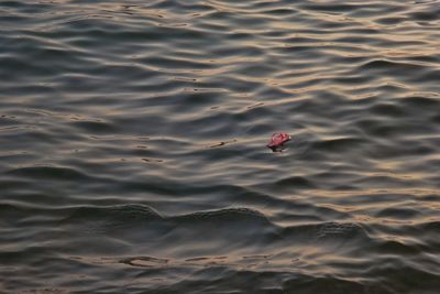 High angle view of red floating on sea
