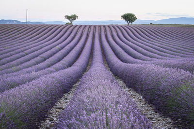 View of lavender growing on field