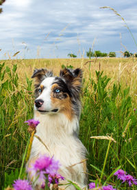 Dog looking away on field