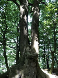 Low angle view of trees in forest