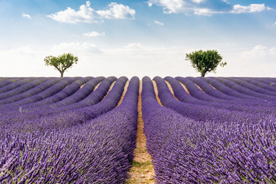 Scenic view of lavender field