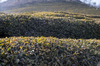 View of flowers growing in field