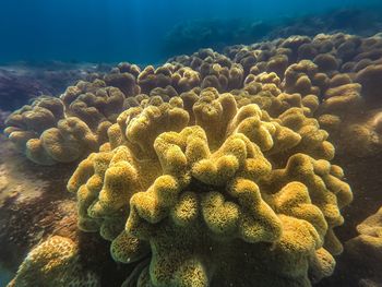 Close-up of coral in sea