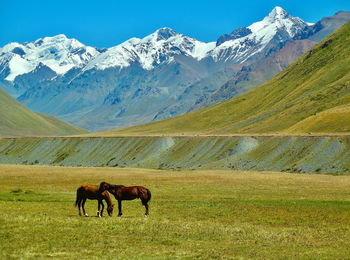 Summer pasture in the kyrgyz foothills of the altai 