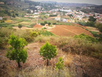 High angle view of agricultural field