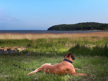 Dog lying on land