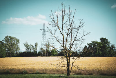 Bare tree on field against sky