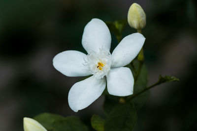 Close-up of white flowering plant