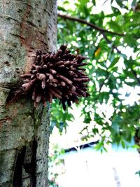 Low angle view of plant growing on tree trunk