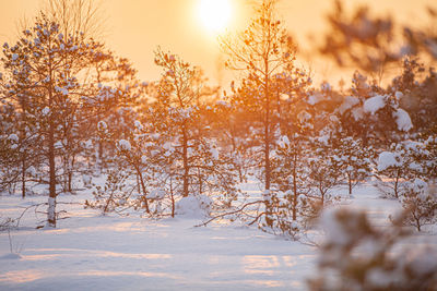 Trees on snow covered field against sky