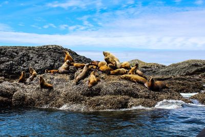 Seals on rocks in sea against sky