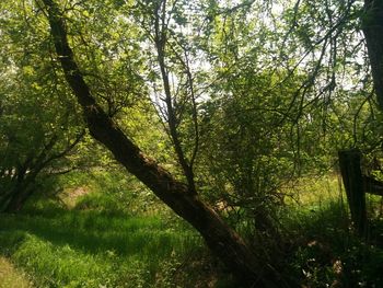 Trees growing in sunlight