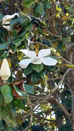 Close-up of white flowering plant