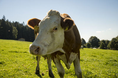 Cow standing in a field