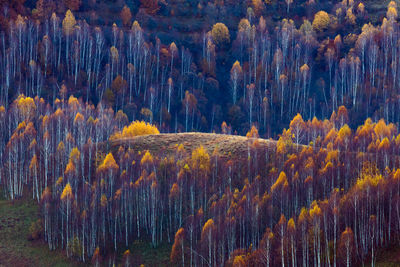 View of pine trees in forest