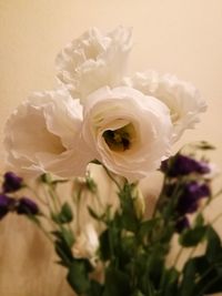 Close-up of white rose flower