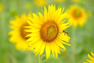 Close-up of bee on sunflower