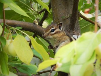 A chipmunk is sitting on an apple tree. against the background of green leaves