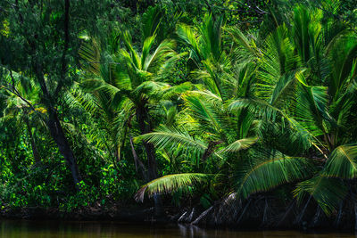 Low angle view of trees in forest