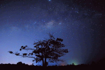 Low angle view of silhouette tree against sky at night