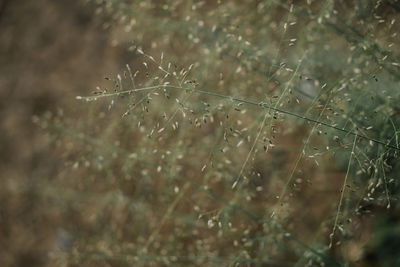 Close-up of wet spider web on plant during rainy season