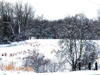 Close-up of tree against sky