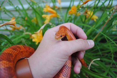 Close-up of hand holding lizard