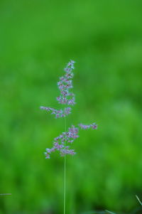 Close-up of flowers blooming outdoors