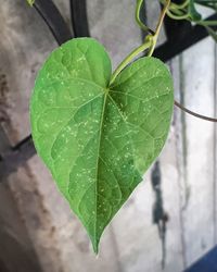 High angle view of water drops on plant