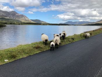 View of sheep on road by mountain against sky