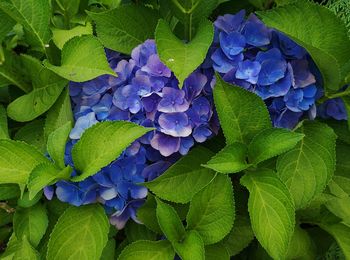 Close-up of purple hydrangea on plant