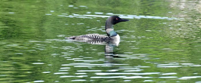 Common loon swimming in lake