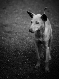 Dog standing on land