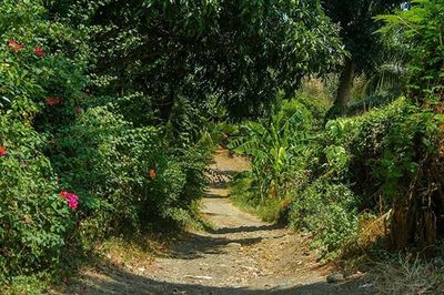 Narrow walkway along trees