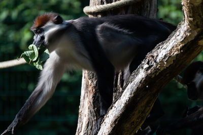 Monkey on tree branch in zoo