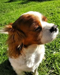 Close-up of dog looking away on field