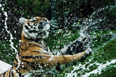Close-up of water splashing on tree stump